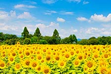 クラブツーリズム